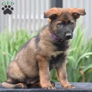 Mary, German Shepherd Puppy